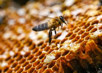 AI-powered honey-testing laboratory will offer new insights into bee health