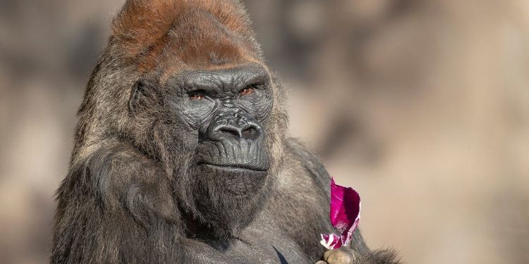 Winston, iconic gorilla among the oldest in the world, dies at San Diego Zoo Safari Park