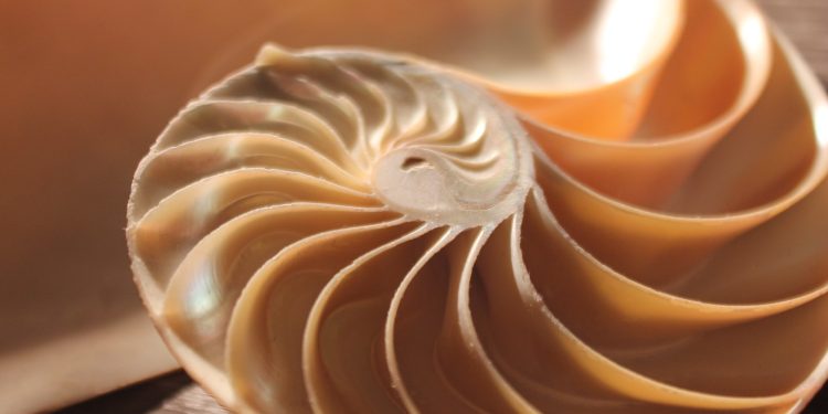 Mathematicians define a new shape—and you’ve probably seen it