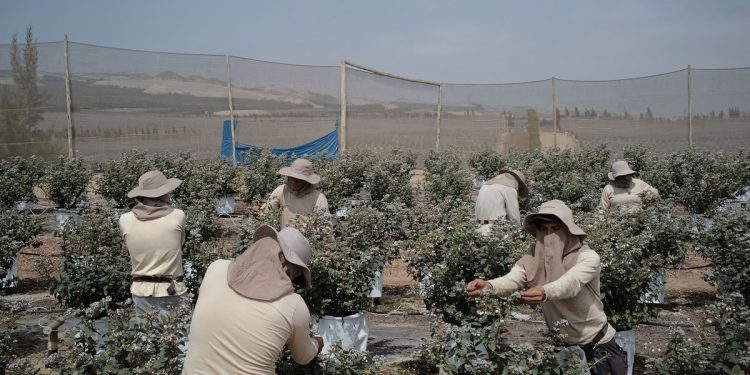 How the Peruvian desert became the unlikely blueberry capital of the world
