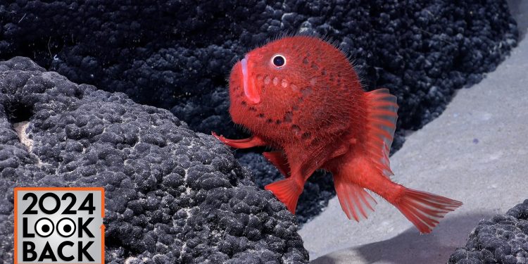 Ghost ships to ghost sharks: 10 wildest underwater discoveries of 2024